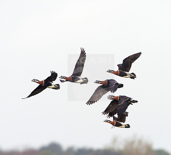 Red-breasted Goose, Roodhalsgans, Branta ruficollis stock-image by Agami/Arie Ouwerkerk,