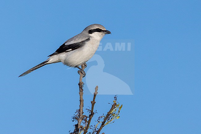 Great Grey Shrike (Lanius excubitor), side view of an adult male perched on a branch, Campania, Italy stock-image by Agami/Saverio Gatto,