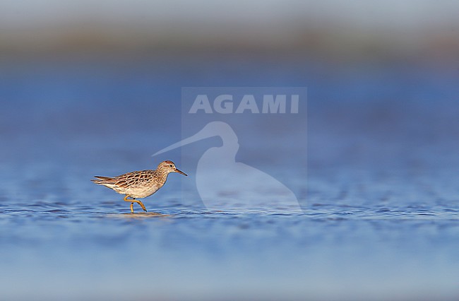 Sharp-tailed Sandpiper (Calidris acuminata), wading in shallow water stock-image by Agami/Georgina Steytler,