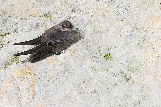 First-winter Crag Martin (Ptyonoprogne rupestris) resting on a cliff face in Spain. stock-image by Agami/Ralph Martin,