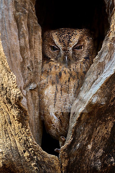 Staring Madagascar Scops-Owl (Otus rutilus), recent lump of two endemic Scops-Owl spp., in a tree cavity in Kirindy, Madagascar stock-image by Agami/Tomas Grim,