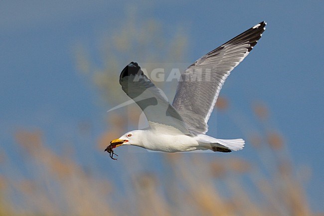 Volwassen Geelpootmeeuw in de vlucht; Adult Yellow-legged Gull in flight stock-image by Agami/Daniele Occhiato,