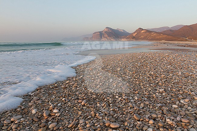 Al Mughsayl, Oman stock-image by Agami/Ralph Martin,