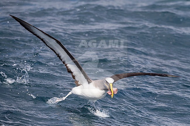 Adult Northern Buller's Albatross (Thalassarche bulleri platei) during a chumming session off Chatham Islands, New Zealand. Running away with food in its beak. stock-image by Agami/Marc Guyt,