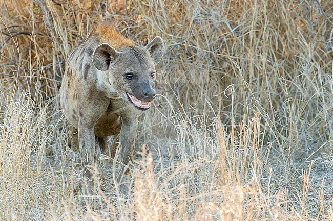 Spotted Hyena (Crocuta crocuta), an adult standing among vegetation, Mpumalanga, South Africa stock-image by Agami/Saverio Gatto,