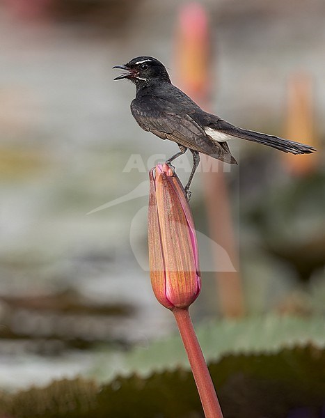 Willie-wagtail (Rhipidura leucophrys) Perched on top of a water lily in Papua New Guinea stock-image by Agami/Dubi Shapiro,