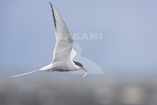 Arctic Tern (Sterna paradisaea), side view of an adult carrying a fish in flight, Southern Region, Iceland stock-image by Agami/Saverio Gatto,
