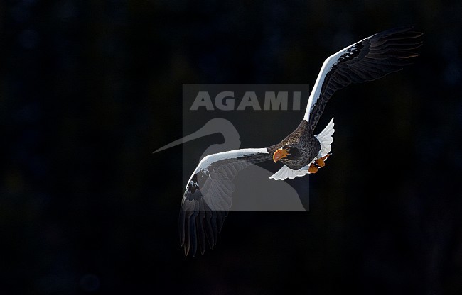 Volwassen Stellers zeearend in vlucht, Adult Stellers Sea-eagle in flight stock-image by Agami/Markus Varesvuo,
