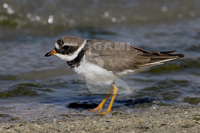 Volwassen Bontbekplevier in zomerkleed; Adult Common Ringed Plover in summer plumage stock-image by Agami/Daniele Occhiato,