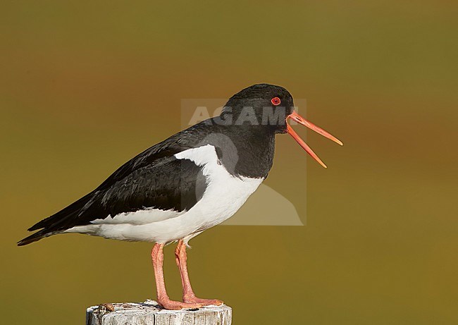 Eurasian Oystercatcher (Haematus ostralegus) perched on a wooden pole on Iceland. stock-image by Agami/Markus Varesvuo,