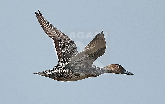 Northern Pintail (Anas acuta), first calender year female in flight, seen from the side, showing upperwing and underwing. stock-image by Agami/Fred Visscher,