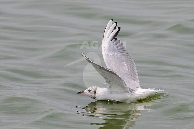 Common Black-headed Gull (Croicocephalus ridibundus) along the Mediterranean coast of southern France. Adult moulting to winter plumage. stock-image by Agami/Arnold Meijer,