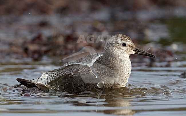 Juveniele Kanoet; Juvenile Red Knot stock-image by Agami/Markus Varesvuo,