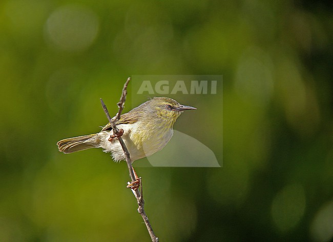 Stripe-throated Jery (Neomixis striatigula) in Madagascar. stock-image by Agami/Pete Morris,