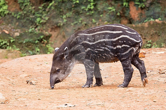 A young Amazonian Tapir, or South American Tapir, (Tapirus terrestris) in Putumayo, Colombia. stock-image by Agami/Tom Friedel,