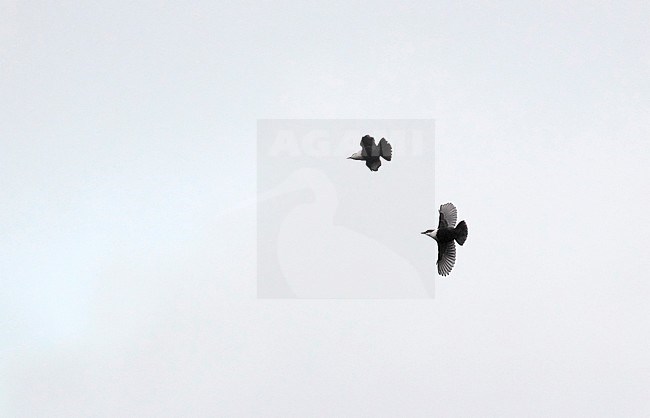 White-throated Dipper (Cinclus cinclus). Two birds in flight at Raadvad, Denmark. MIgrating overhead. stock-image by Agami/Helge Sorensen,