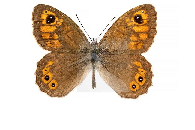 Large Wall Brown, Rotsvlinder; Lasiommata maera stock-image by Agami/Wil Leurs,