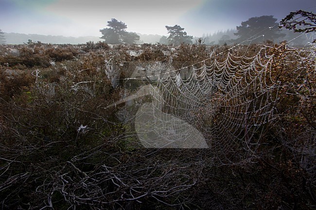 Spinnenweben met octenddauw op het Buinerveld, Spider web with morning dew on the Buinerveld stock-image by Agami/Wil Leurs,