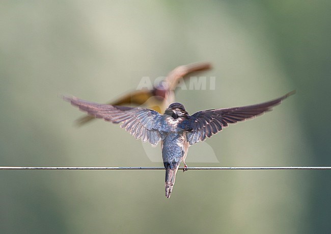 Barn Swallow, Hirundo rustica, in the Netherlands. Adult flying towards begging juvenile. stock-image by Agami/Marc Guyt,