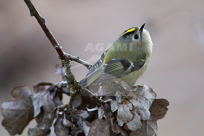 Foraging Goldcrest stock-image by Agami/Menno van Duijn,
