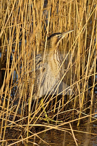 Roerdomp in rietveld; Eurasian Bittern in reed bed stock-image by Agami/Hans Gebuis,