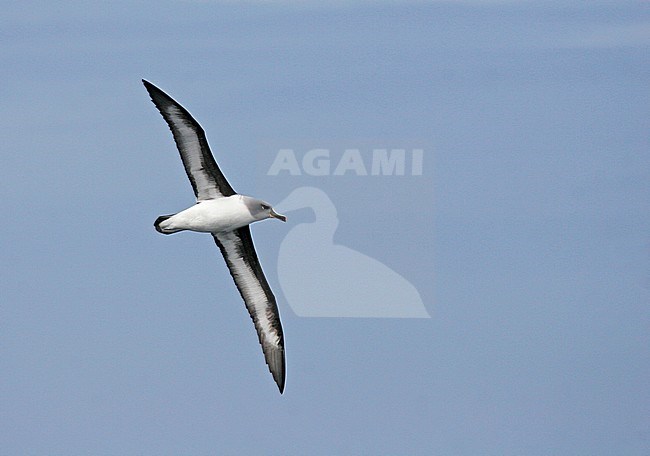 Adult Grey-headed Albatross (Thalassarche chrysostoma) in flight. stock-image by Agami/Pete Morris,
