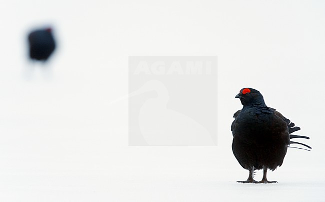 Mannetje Korhoen in de sneeuw, Male Black grouse in snow stock-image by Agami/Markus Varesvuo,