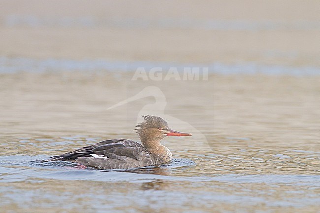 Middelste Zaagbek, Red-breasted Merganser, Mergus serrator pair, male, female, fishing in river mouth with reflection stock-image by Agami/Menno van Duijn,
