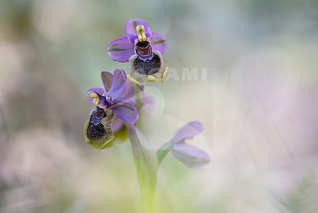Sawfly orchid flowering stock-image by Agami/Onno Wildschut,
