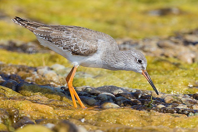 Redshank (Tringa totanus), feeding in a marsh, Qurayyat, Muscat Governorate, Dhofar, Oman stock-image by Agami/Saverio Gatto,