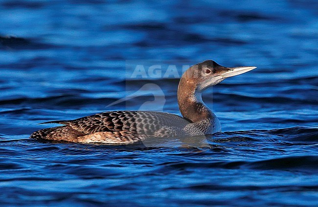 Great Northern Diver (Gavia immer) wintering in Alton Water, Suffolk, United Kingdom. stock-image by Agami/Bill Baston,