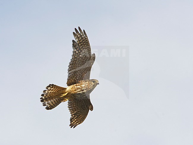 Merlin adult flying; Smelleken volwassen vliegend stock-image by Agami/Markus Varesvuo,