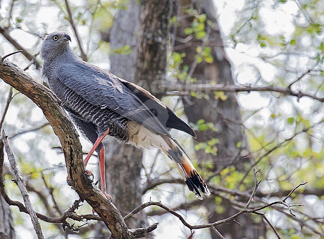 Crane hawk, Geranospiza caerulescens, in Paraguay. stock-image by Agami/Pete Morris,