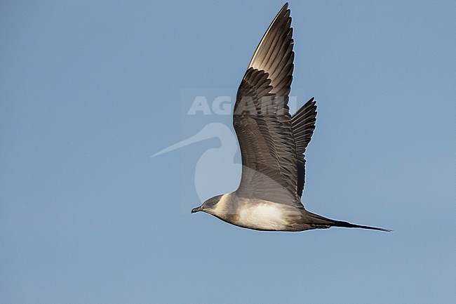 Parasitic Jaeger (Stercorarius parasiticus), side view of a light morph adult in flight, Southern Region, Iceland stock-image by Agami/Saverio Gatto,