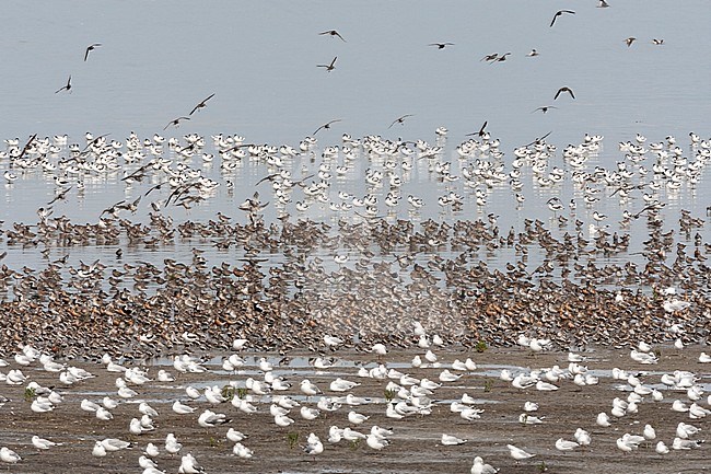 Grote groepen vogels in Westhoek; Bird flocks at Westhoek stock-image by Agami/Marc Guyt,