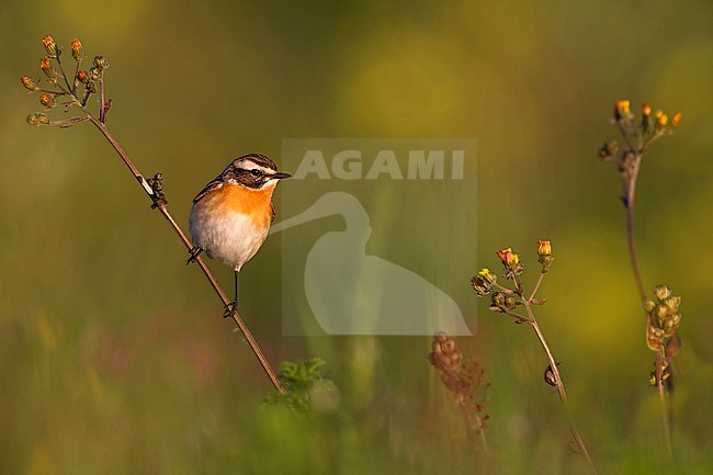 Whinchat (Saxicola rubetra) in Italy. stock-image by Agami/Daniele Occhiato,