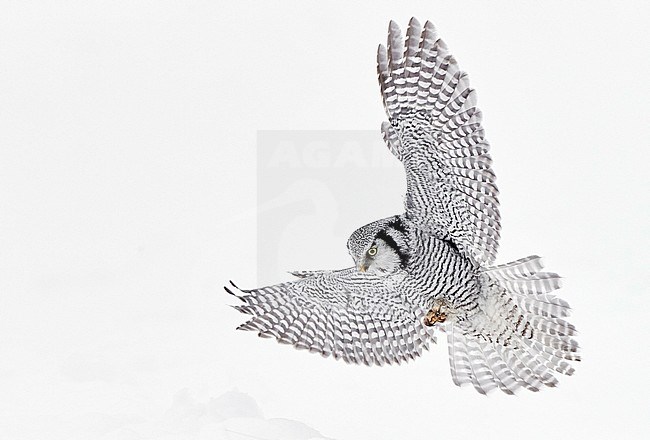 Northern Hawk Owl (Surnia ulula) during winter in northern Finland. stock-image by Agami/Markus Varesvuo,