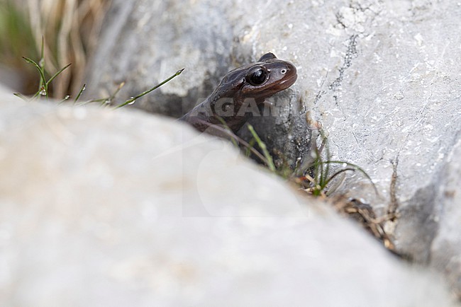 Very rare brown coloured alpine salamander (Salamandra atra) found in the Austrian Alps in Tyrol stock-image by Agami/Mathias Putze,