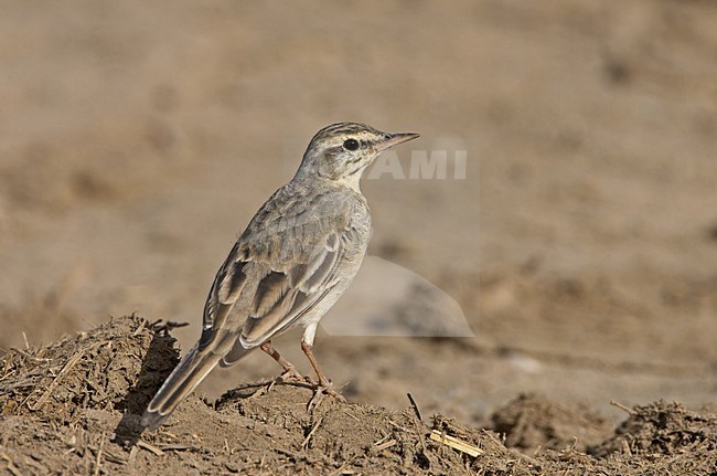 Tawny Pipit standing on the ground; Duinpieper zittend op de grond stock-image by Agami/Jari Peltomäki,