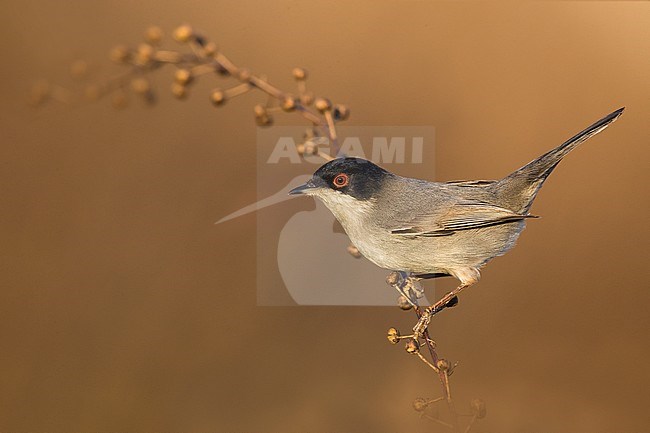 Sardinian Warbler (Sylvia melanocephala) male wintering in Italy and perched on a twig stock-image by Agami/Daniele Occhiato,