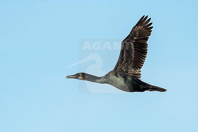 Adult breeding Brandt's Cormorant, Urile penicillatus
San Diego Co., CA stock-image by Agami/Brian E Small,