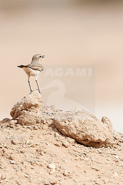 Singing Isabelline Wheatear (Oenanthe isabelline) during spring migration in Israel. stock-image by Agami/Marc Guyt,
