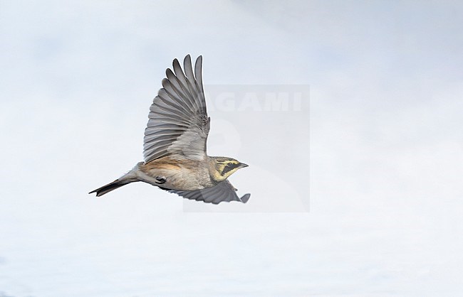 Horned Lark (Eremophila alpestris ssp.flava) in flight at a beach in Vedbæk, Denmark stock-image by Agami/Helge Sorensen,