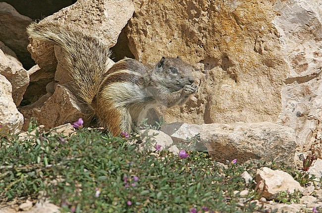 Barbary Ground Squirrel, feeding, Fuerteventura stock-image by Agami/Bill Baston,