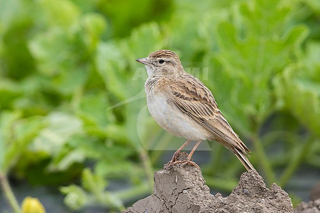 Greater Short-toed Lark (Calandrella brahydactyla), side view of an adult standing on the ground, Campania, Italy stock-image by Agami/Saverio Gatto,