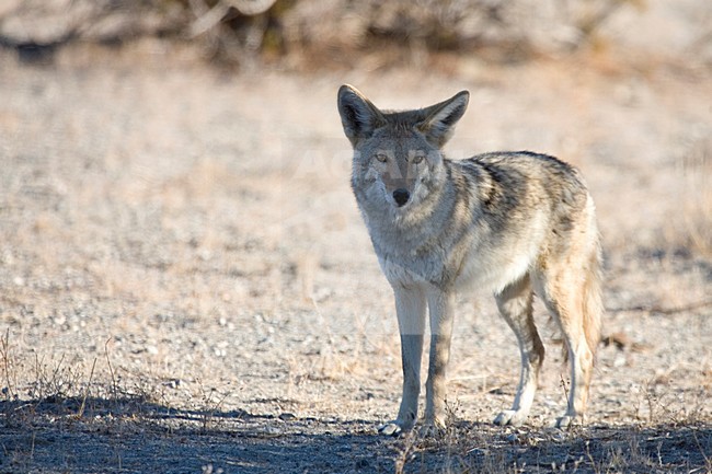 Prairie wolf in Joshua Tree NP USA, Coyote at Joshua Tree NP USA stock-image by Agami/Martijn Verdoes,