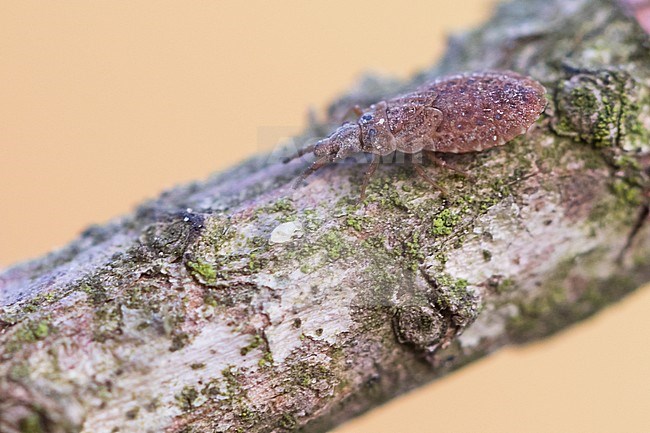 Aradus cinnamomeus - Kiefernrindenwanze, Germany (Baden-Württemberg), imago stock-image by Agami/Ralph Martin,