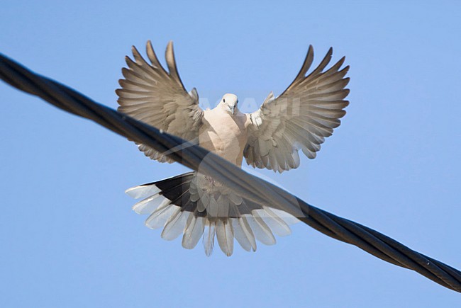 Landende Turkse Tortel; Eurasian Collared Dove landing on wire stock-image by Agami/Marc Guyt,