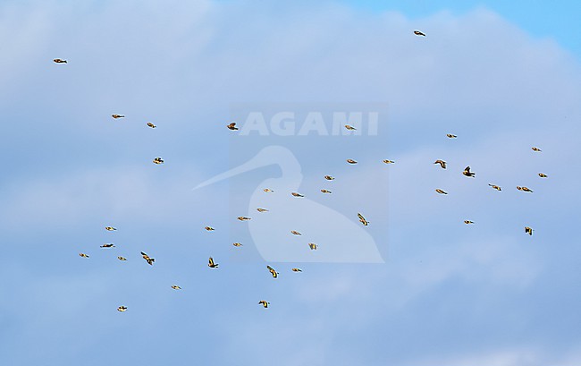 Mixed migratory flock of the Brambling (Fringilla montifringilla) and the European Goldfinch (Carduelis carduelis) flying against a blue sky as a background in Czech Republic stock-image by Agami/Tomas Grim,