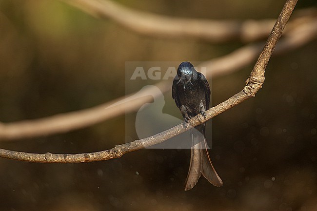 Bronzed Drongo (Dicrurus aeneus) perched at Kaeng Krachan National Park, Thailand stock-image by Agami/Helge Sorensen,